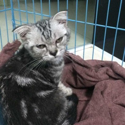 บี้เกิ้ลท้องโย้แต่คลอดไม่ออก คุณหมอช่วยด้วยข้อมูลสัตว์ป่วย “คิตตี้”เป็นแม่แมวร่างน้อย สายพันธุ์ British Shorthair เพศเมีย อายุ 1 ปี เข้ารับการรักษาที่โรงพยาบาลสัตว์ไอเว็ทด้วยอาการคลอดลำบาก โดยเจ้าของสังเกตพบว่าภายหลังจากน้องคิตตี้มีน้ำคร่ำไหลออกทางอวัยวะเ